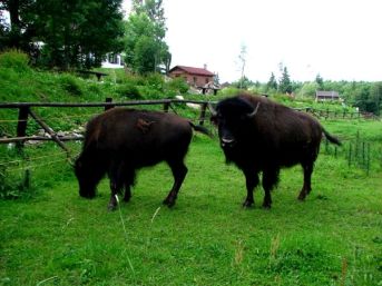 bizoni Prášily
