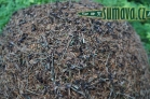 Mravenec lesní