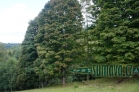skupina stromů, Kleny na Novém Sedle